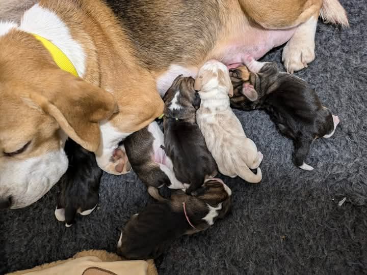 Chiot Beagle De L'élégance Du Sud